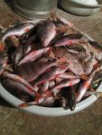 IMG-20161219-WA0000.jpg